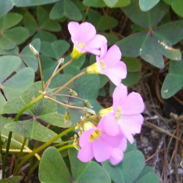 Oxalis latifolia फूल