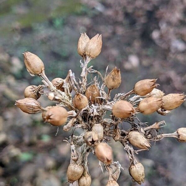 Lychnis chalcedonica Frukt