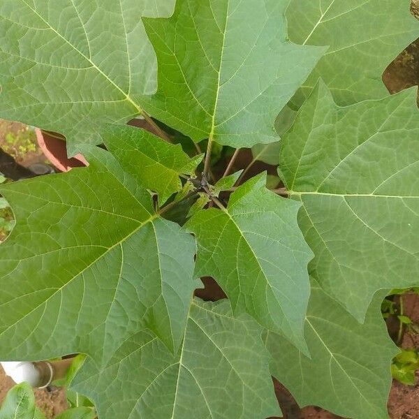 Datura metel Ліст