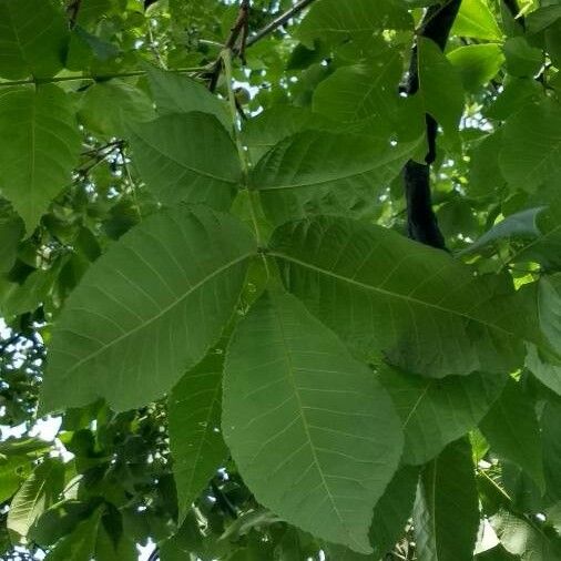 Carya laciniosa Folio