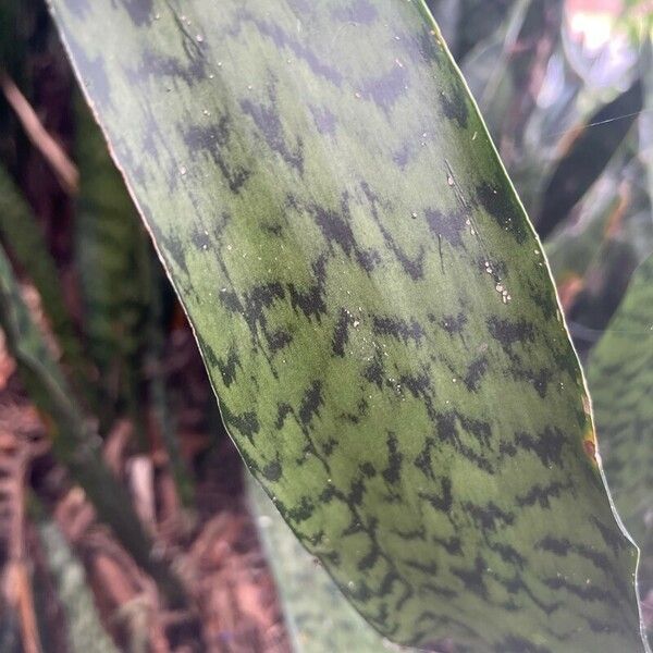 Sansevieria zeylanica Liść