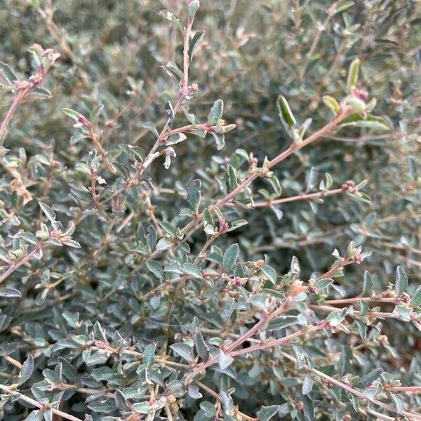 Atriplex semibaccata Leaf