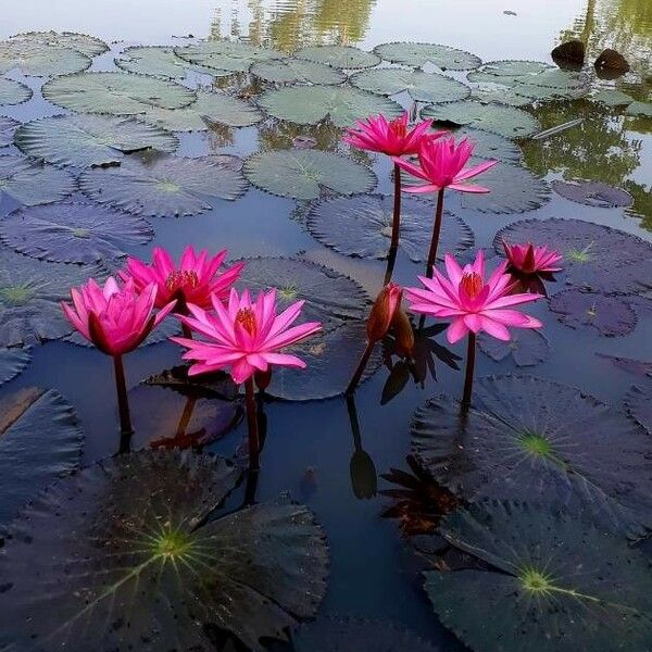 Nymphaea rubra Õis