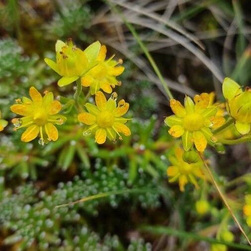 Saxifraga aizoides Цветок