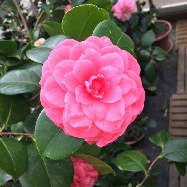 Camellia japonica 花