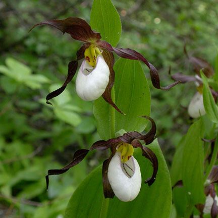 Cypripedium montanum Blüte