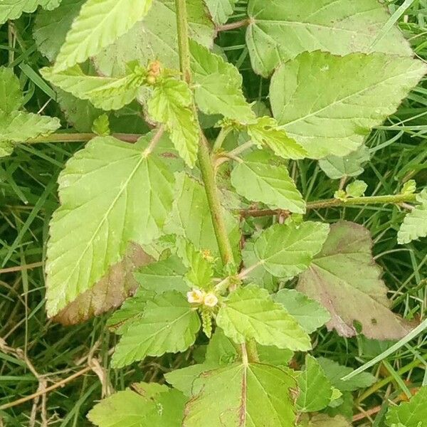 Melochia corchorifolia 花