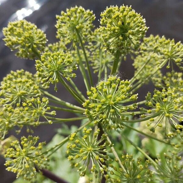 Angelica archangelica Cvet