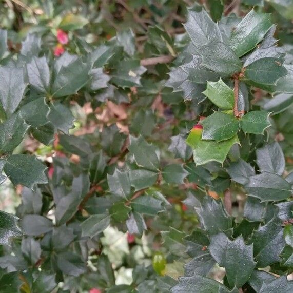 Berberis darwinii 葉