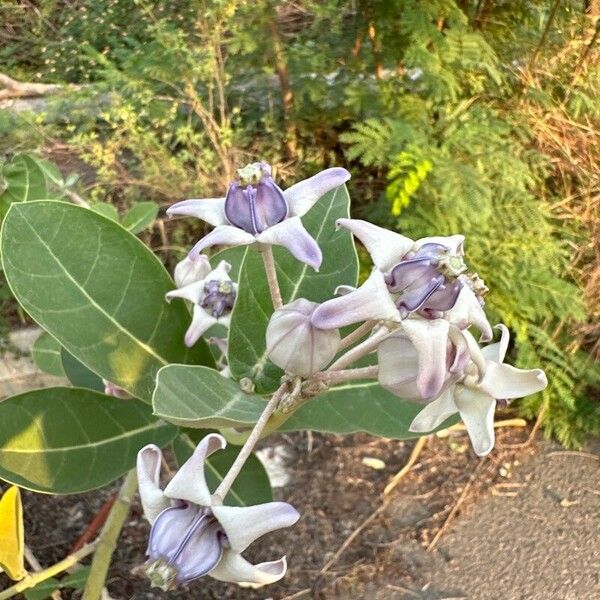 Calotropis gigantea Květ