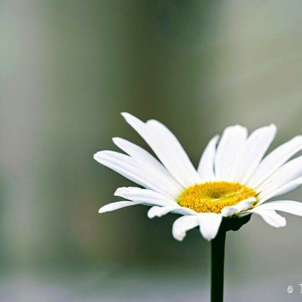 Leucanthemum vulgare ফুল