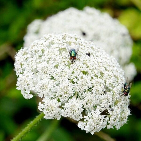 Daucus carota Habitatea