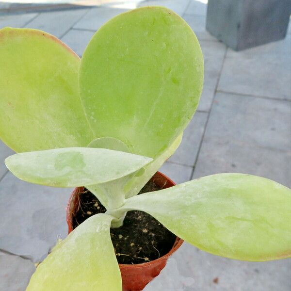 Kalanchoe tetraphylla Hàbitat