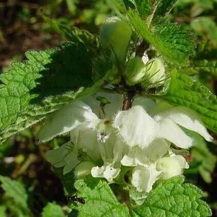 Lamium flexuosum 花