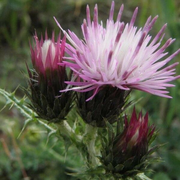 Carduus tenuiflorus Flor