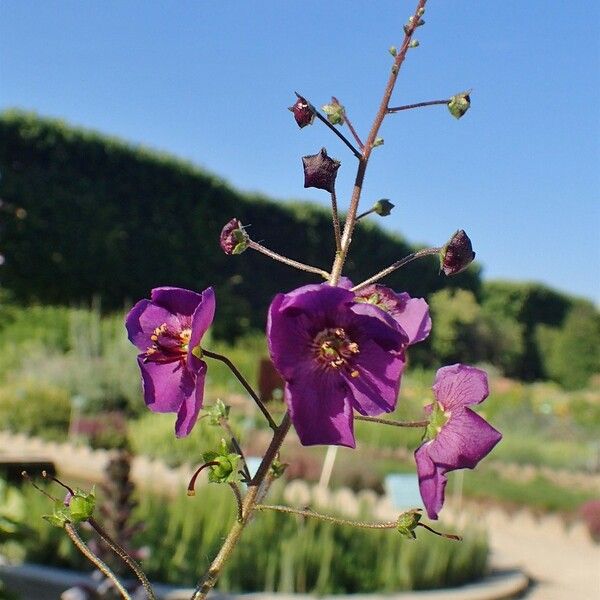 Verbascum phoeniceum 整株植物