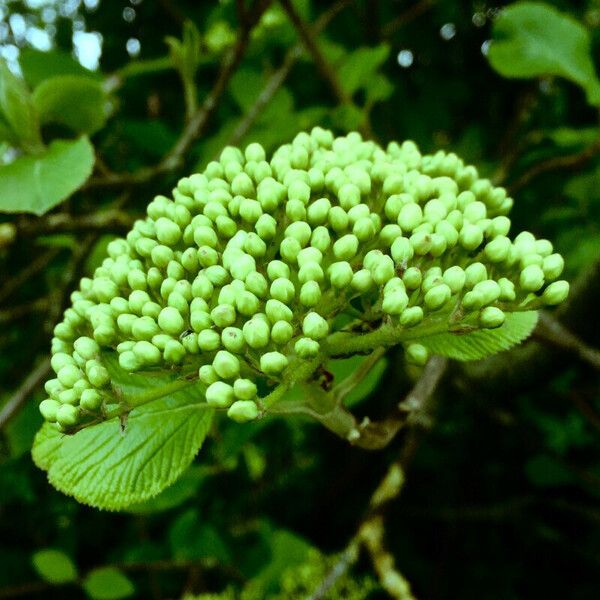 Viburnum lantana Ostatní