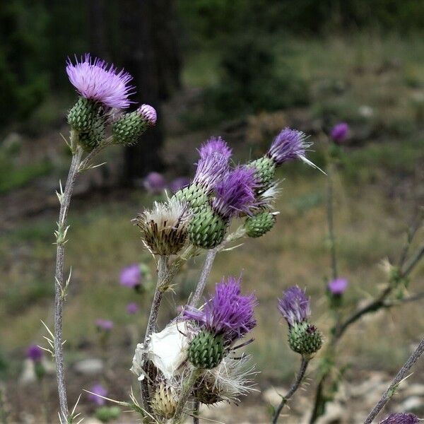 Cirsium pyrenaicum फूल