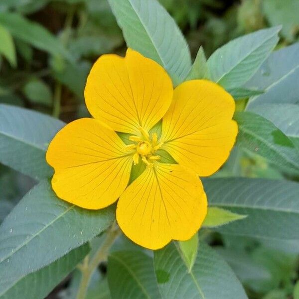 Ludwigia peruviana Flower