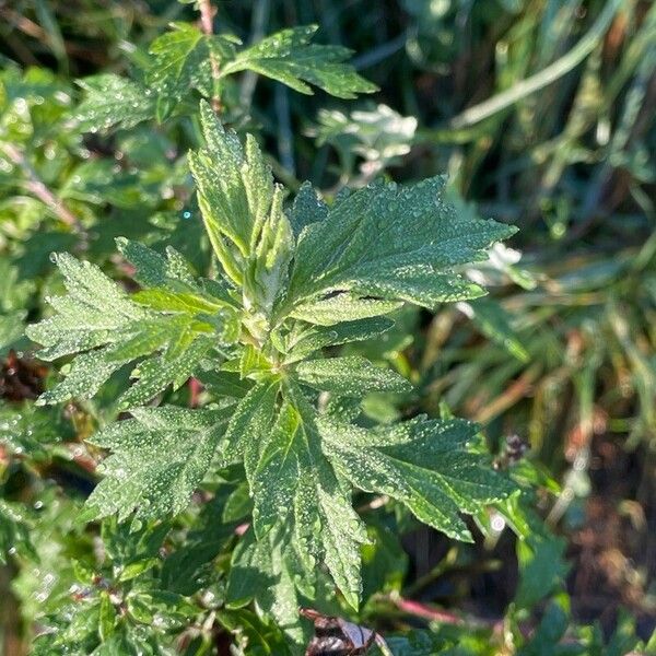 Artemisia vulgaris Levél