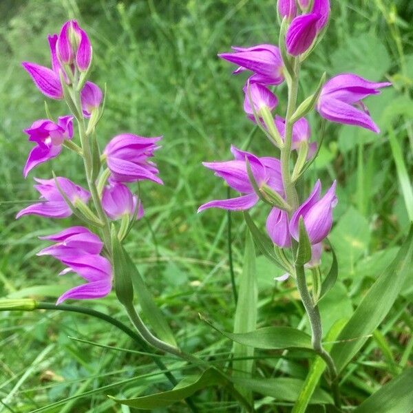 Cephalanthera rubra Kvet