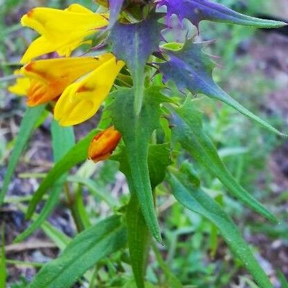 Melampyrum subalpinum Квітка