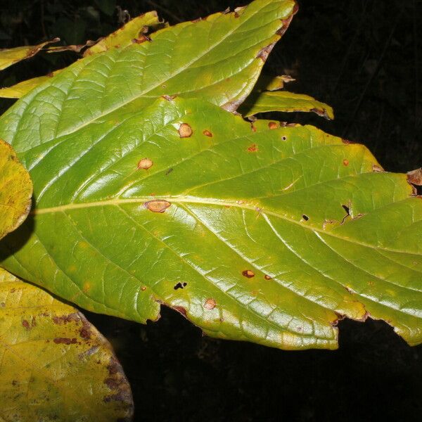 Genipa americana Blad