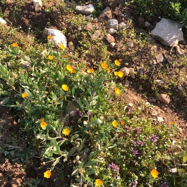 Calendula arvensis ഇല