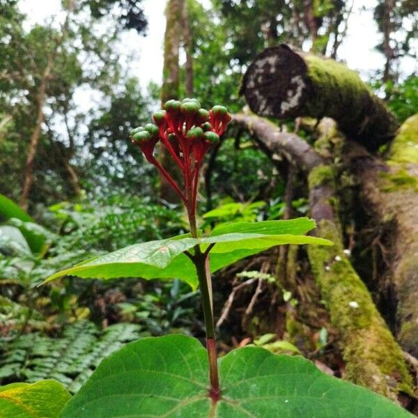 Clerodendrum speciosissimum 花