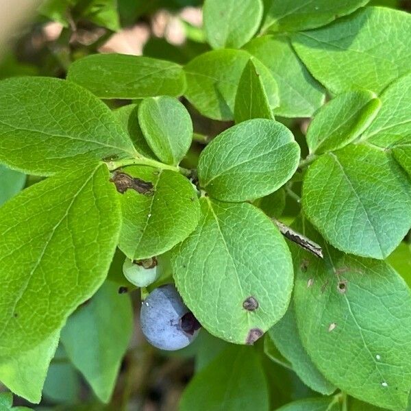 Vaccinium pallidum Plod