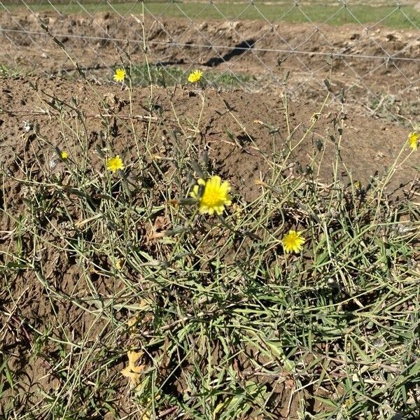 Launaea nudicaulis Квітка