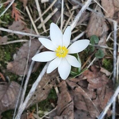 Sanguinaria canadensis Цвят