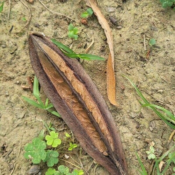 Pterospermum acerifolium Фрукт