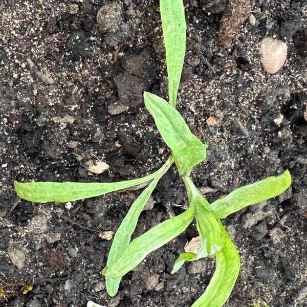 Centaurea cyanus Folla