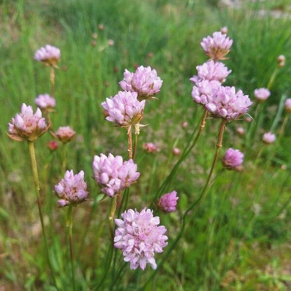 Armeria arenaria ᱵᱟᱦᱟ