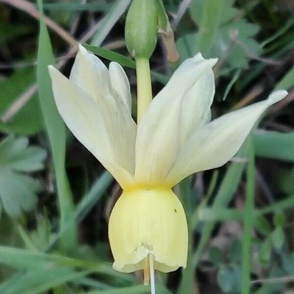 Narcissus triandrus Bloem