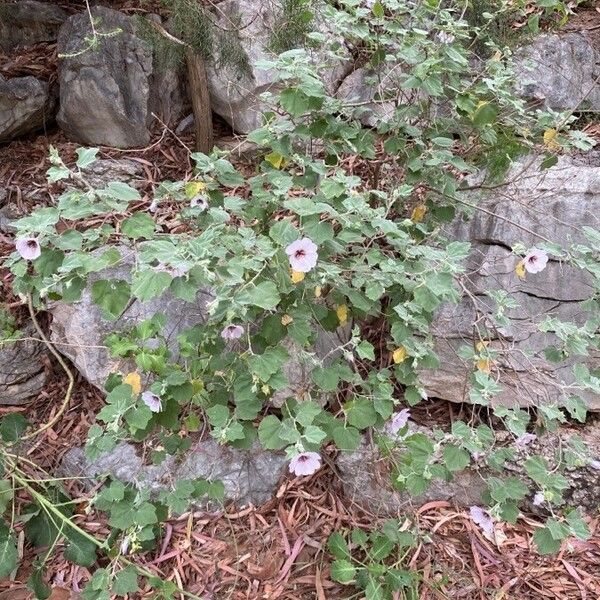 Malva subovata Habit