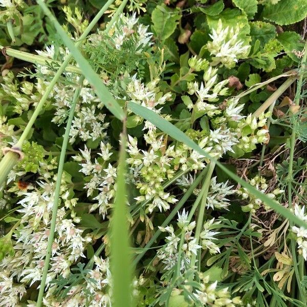 Sedum ternatum Flower