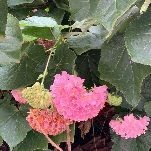 Dombeya burgessiae Blomst