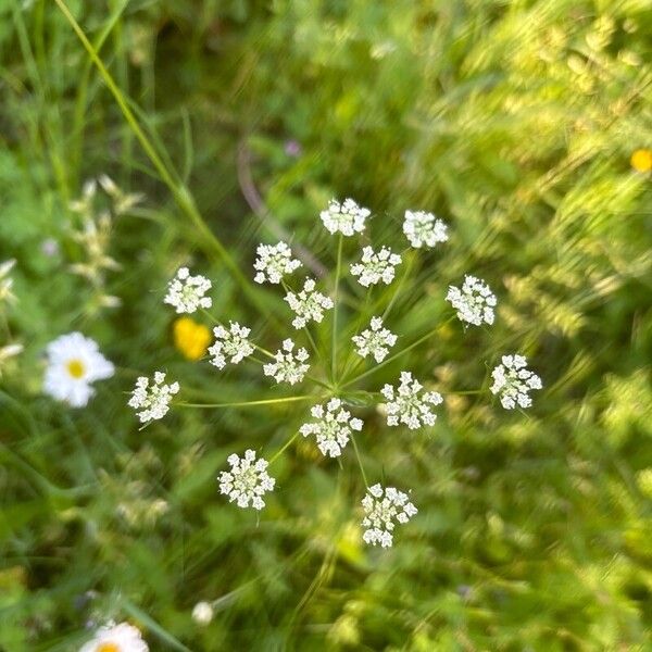 Ammi majus Květ