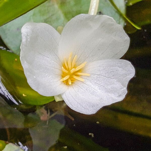 Hydrocharis morsus-ranae Çiçek