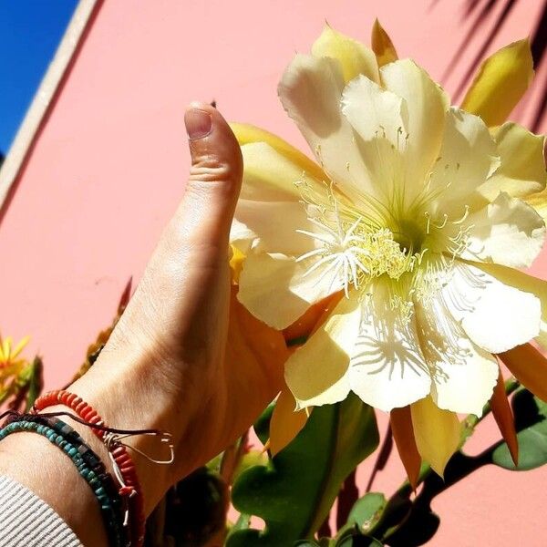 Epiphyllum oxypetalum Flower