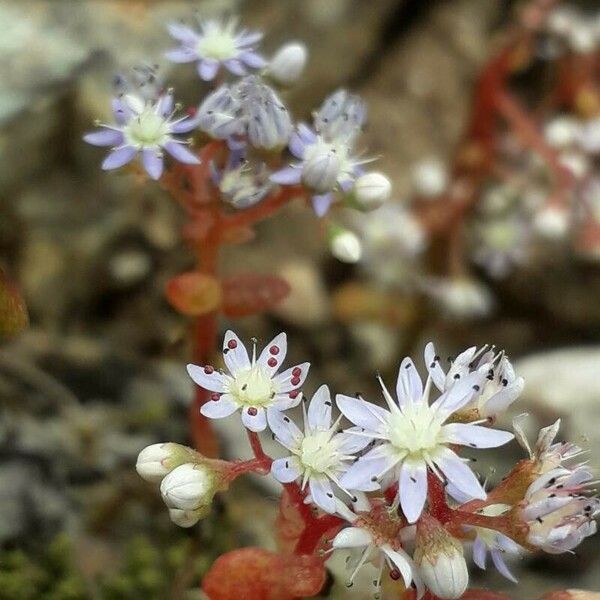 Sedum caeruleum Fleur