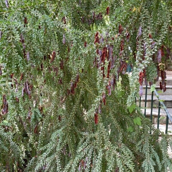 Acacia cultriformis Folla