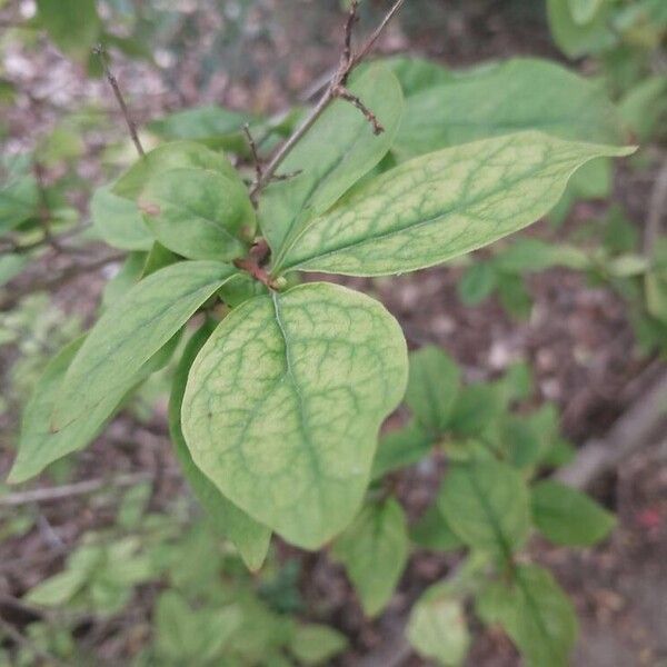 Abeliophyllum distichum 葉