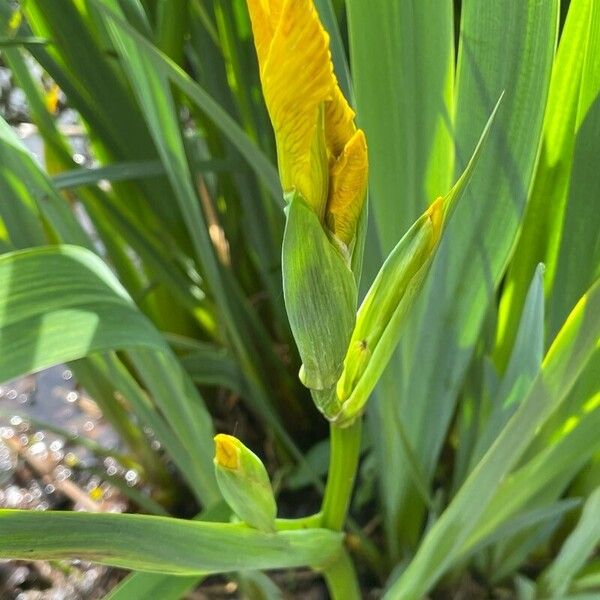 Iris pseudacorus Flor