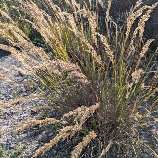 Achnatherum calamagrostis Folla