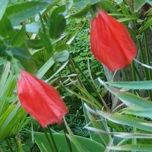 Malvaviscus penduliflorus Bloem