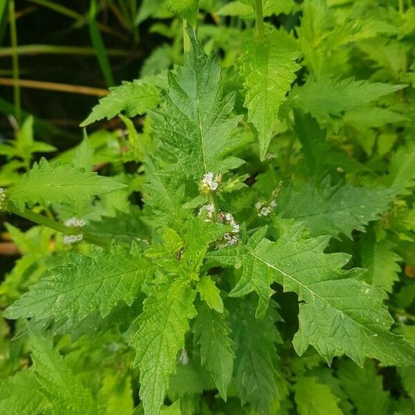 Lycopus europaeus Leaf