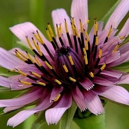 Tragopogon porrifolius Floare
